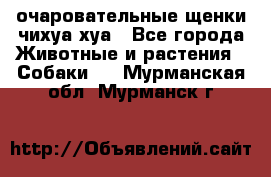 очаровательные щенки чихуа-хуа - Все города Животные и растения » Собаки   . Мурманская обл.,Мурманск г.